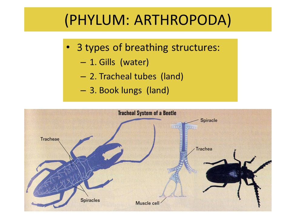 (PHYLUM: ARTHROPODA) 3 types of breathing structures: 1. Gills (water)