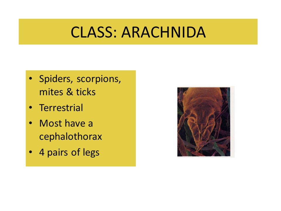 CLASS: ARACHNIDA Spiders, scorpions, mites & ticks Terrestrial