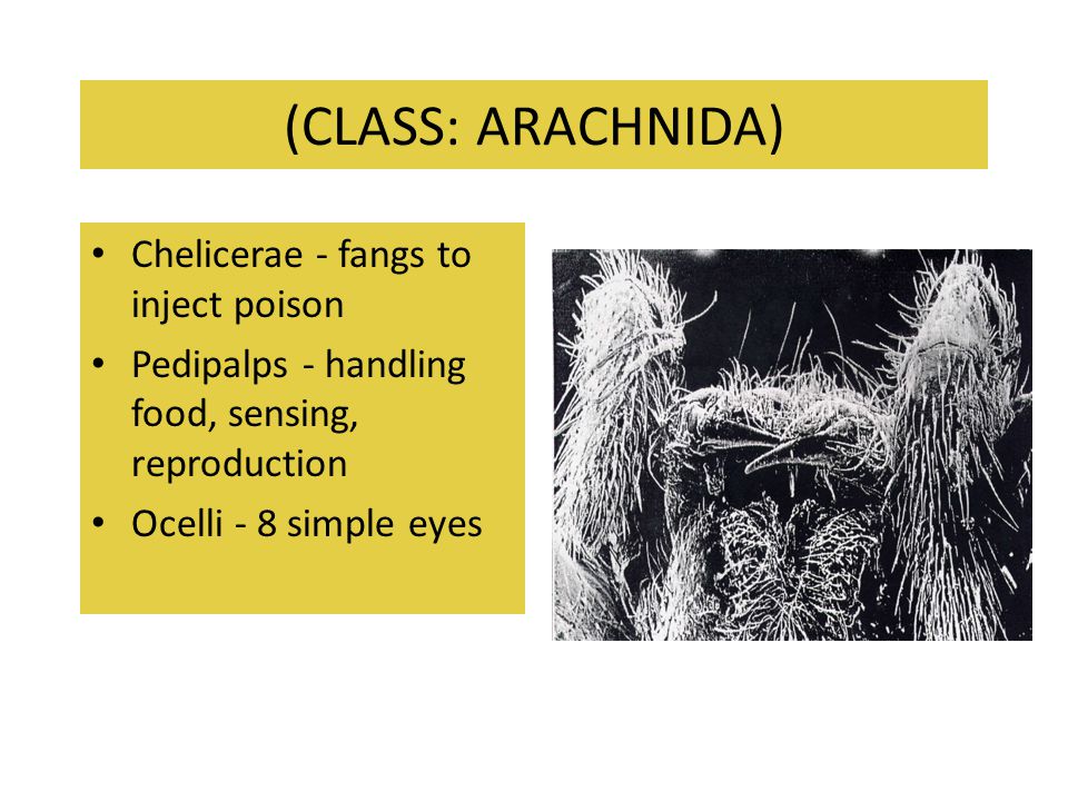 (CLASS: ARACHNIDA) Chelicerae - fangs to inject poison