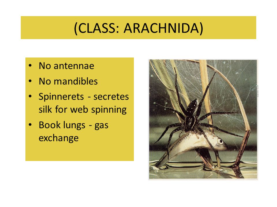 (CLASS: ARACHNIDA) No antennae No mandibles