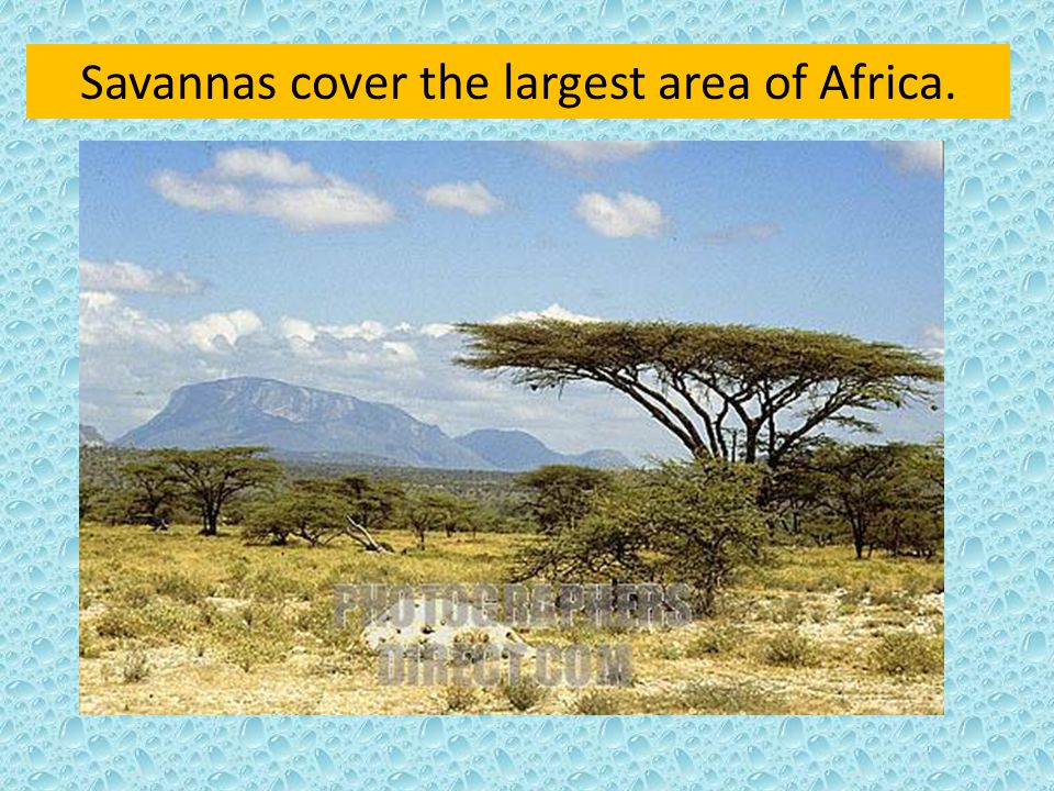 Savannas cover the largest area of Africa.