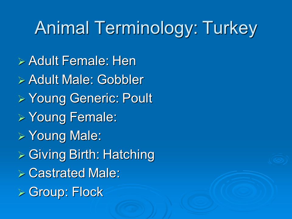 Animal Terminology: Turkey