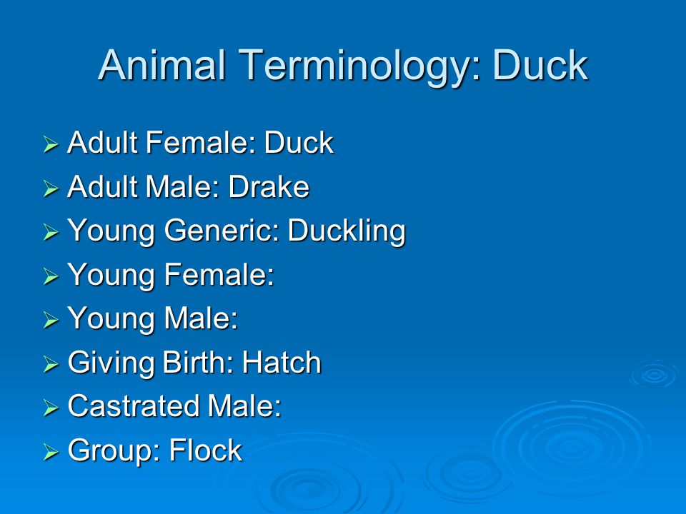Animal Terminology: Duck