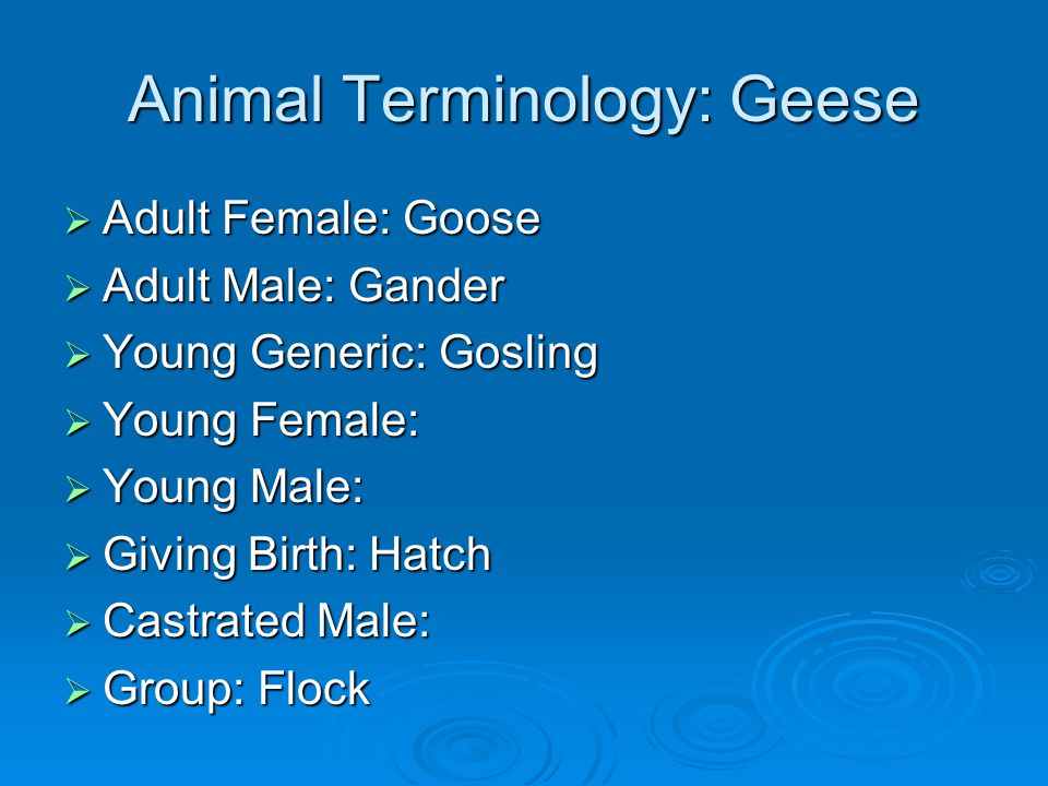 Animal Terminology: Geese