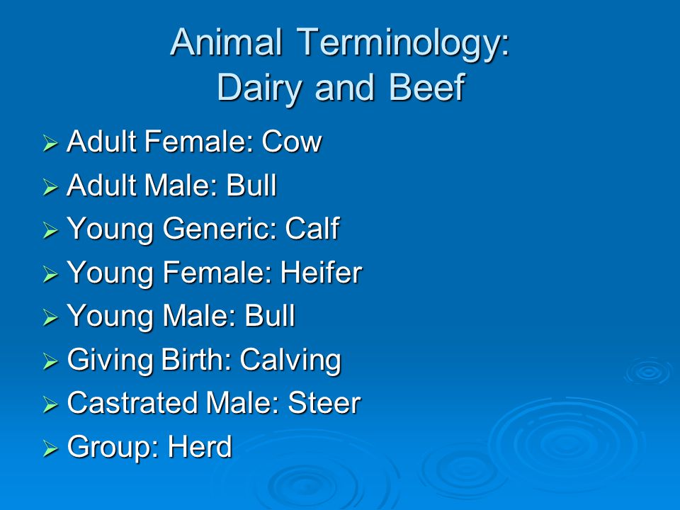 Animal Terminology: Dairy and Beef