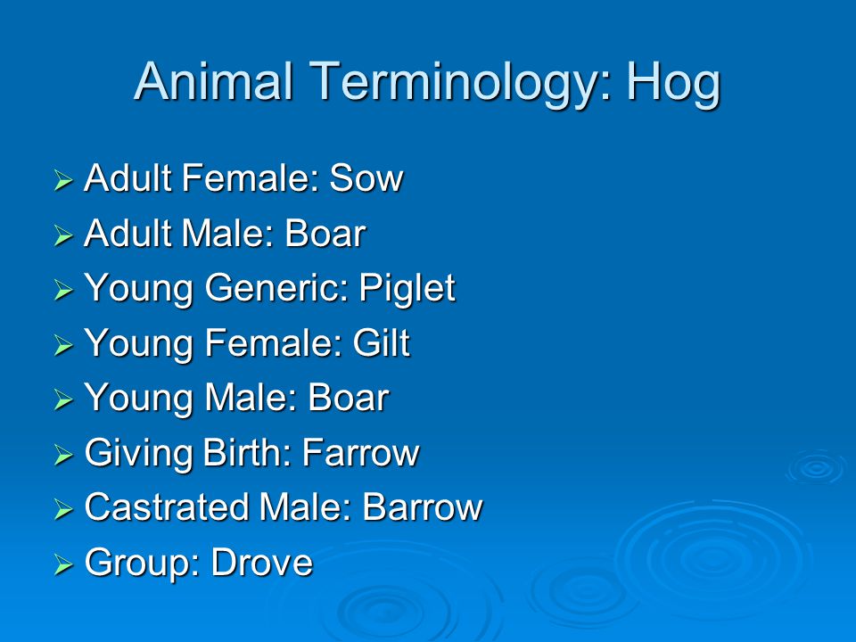 Animal Terminology: Hog
