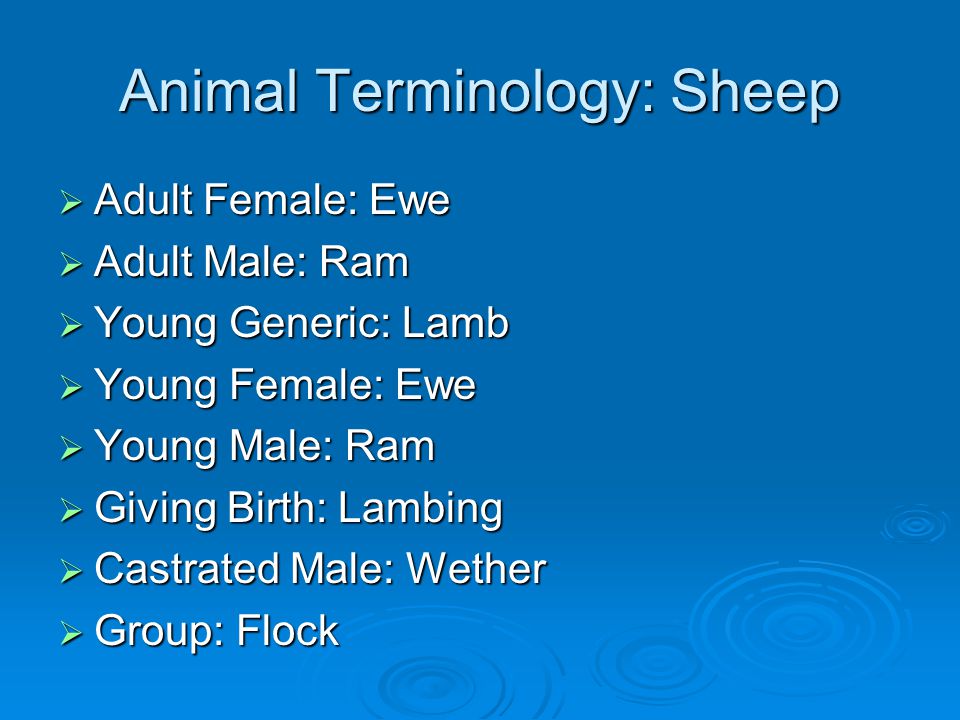 Animal Terminology: Sheep