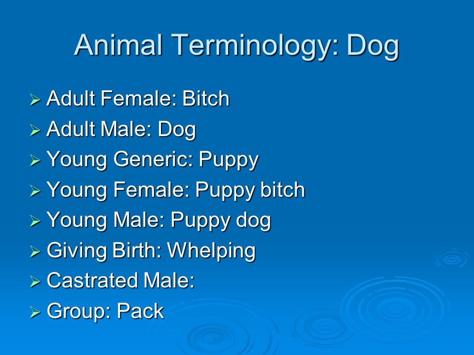 Animal Terminology: Dog