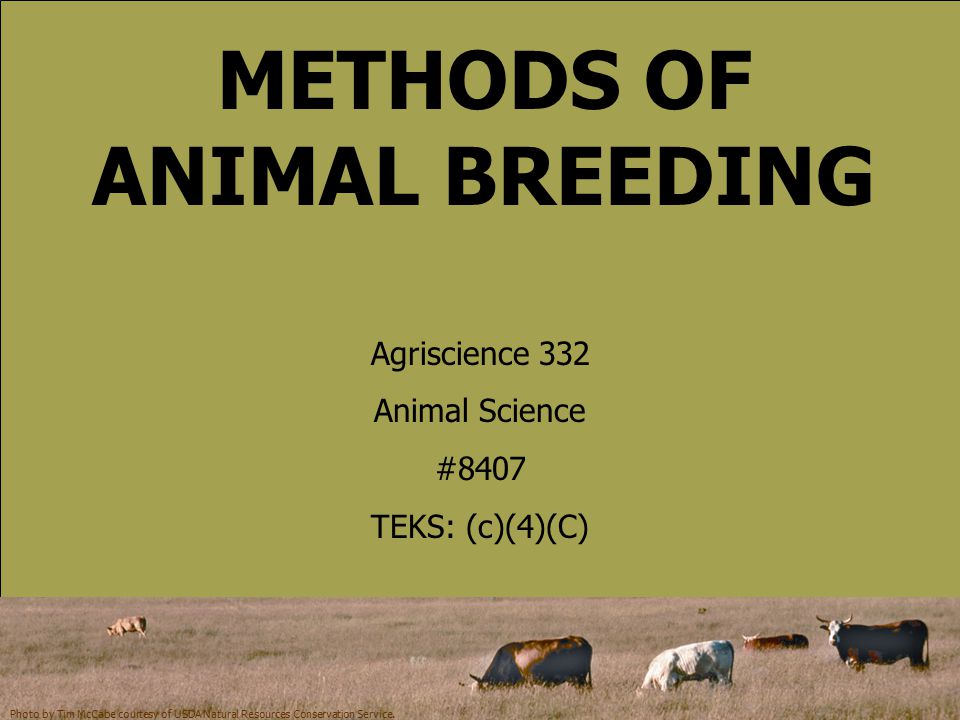 Methods Of Animal Breeding Ppt Download - 