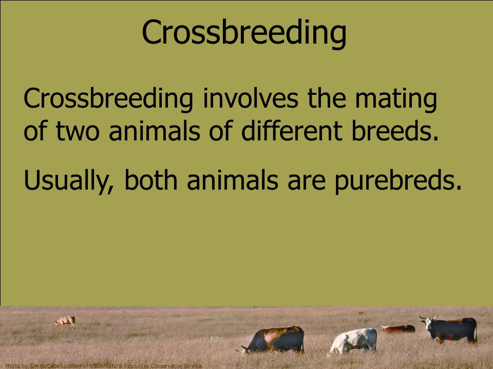 METHODS OF ANIMAL BREEDING - ppt download METHODS OF ANIMAL BREEDING - ppt download
