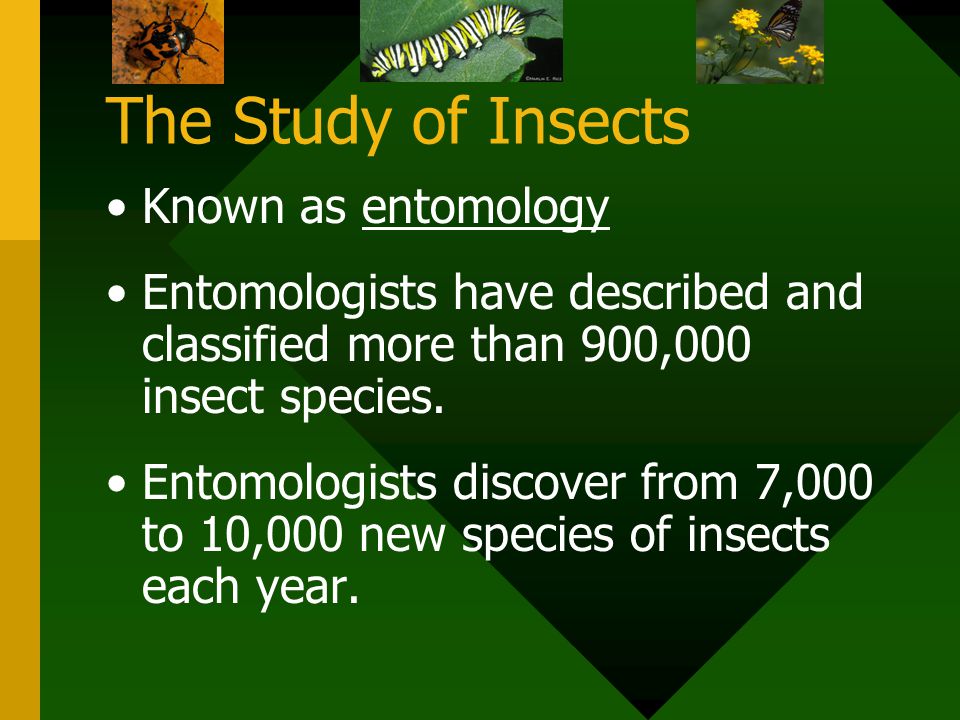 The Study of Insects Known as entomology