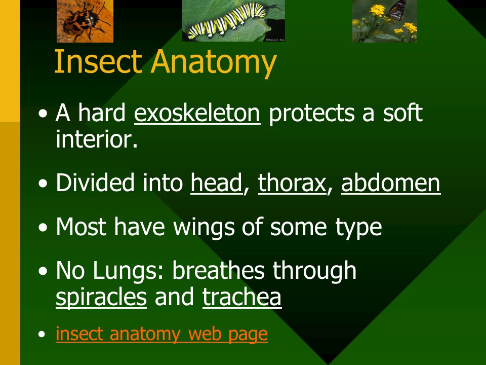 Insect Anatomy A hard exoskeleton protects a soft interior.