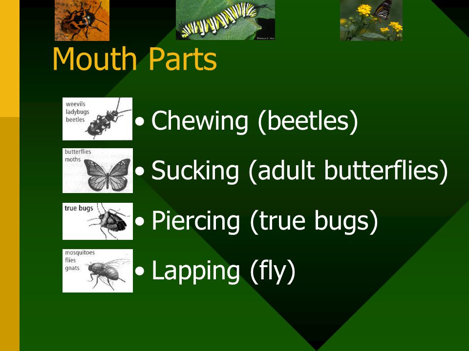 Mouth Parts Chewing (beetles) Sucking (adult butterflies)