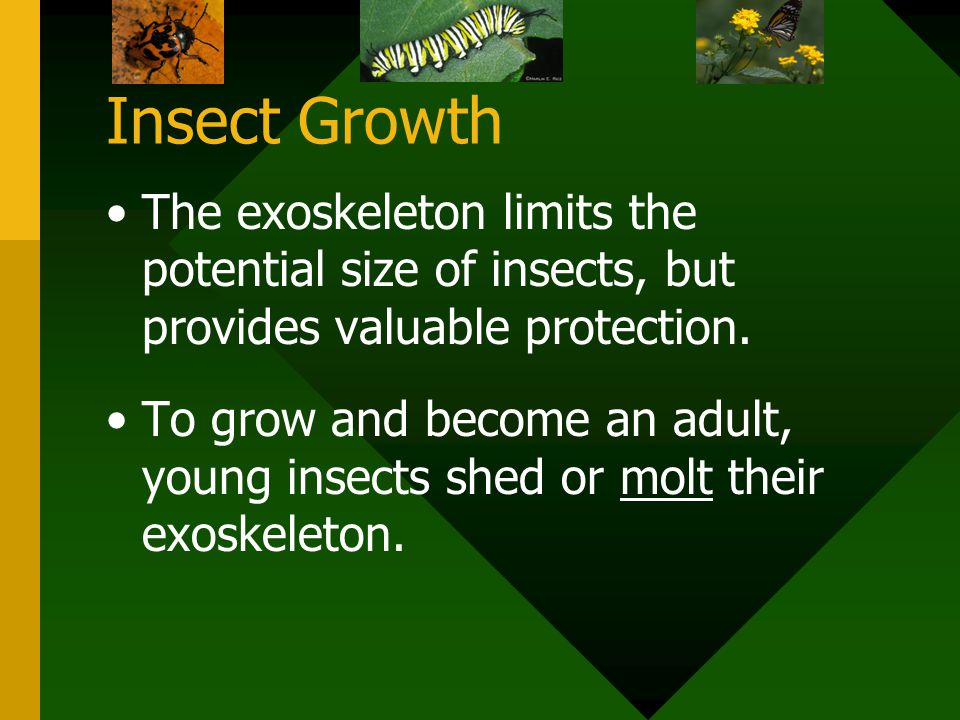 Insect Growth The exoskeleton limits the potential size of insects, but provides valuable protection.