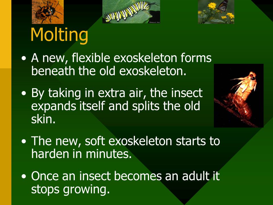 Molting A new, flexible exoskeleton forms beneath the old exoskeleton.
