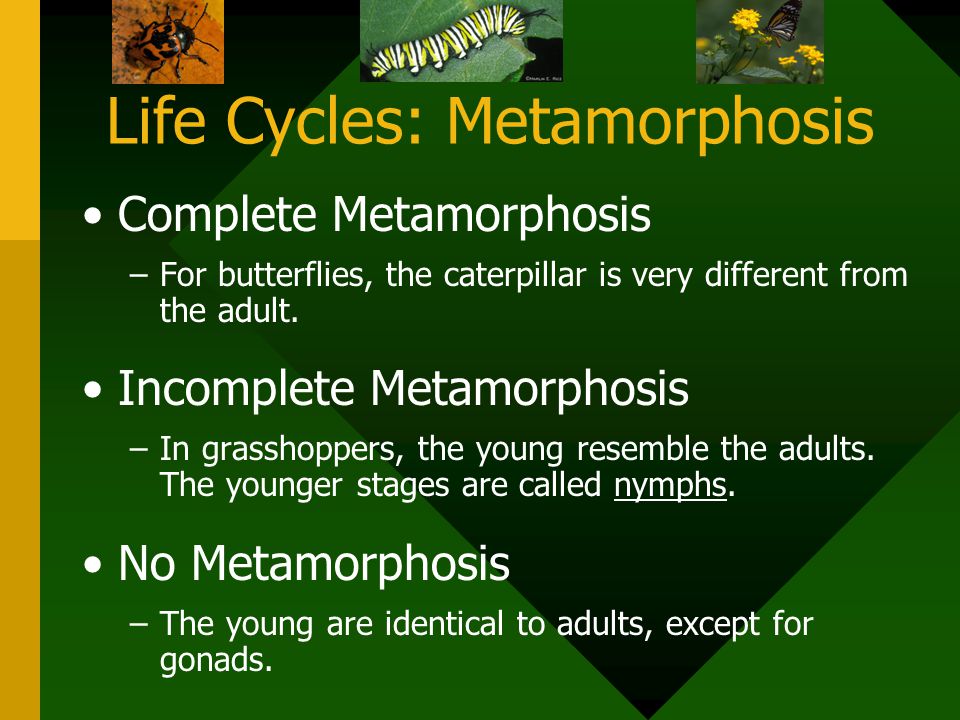 Life Cycles: Metamorphosis