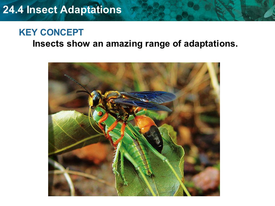 KEY CONCEPT Insects show an amazing range of adaptations.