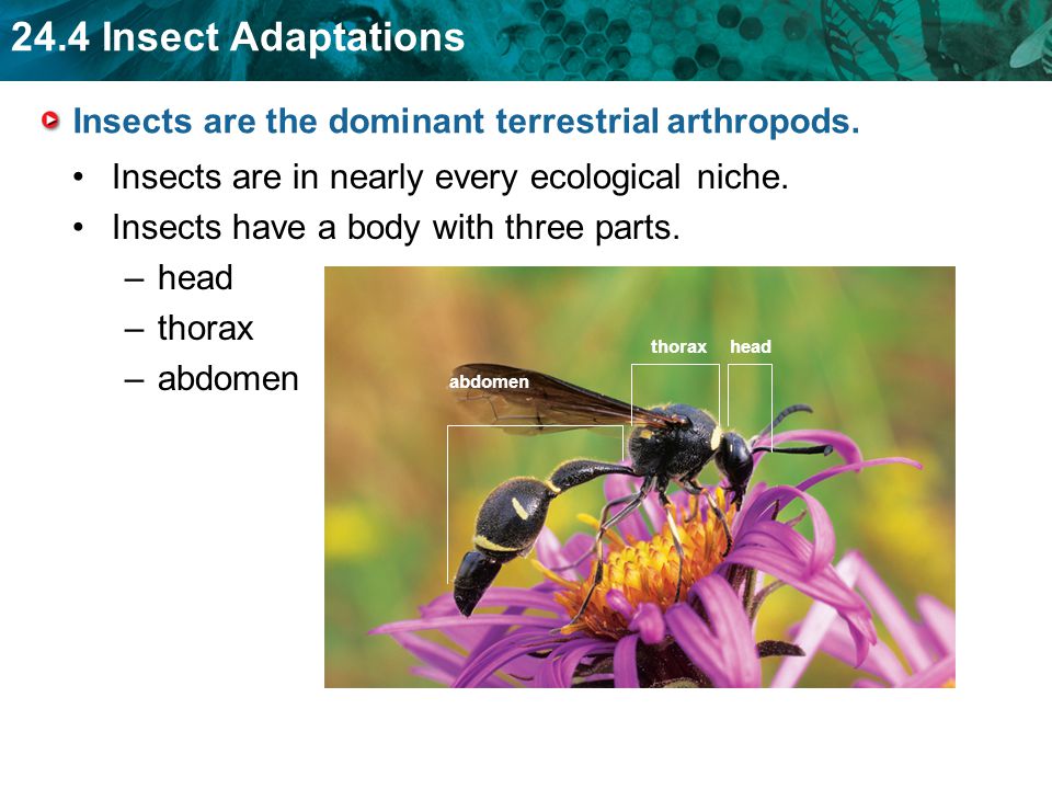 Insects are the dominant terrestrial arthropods.