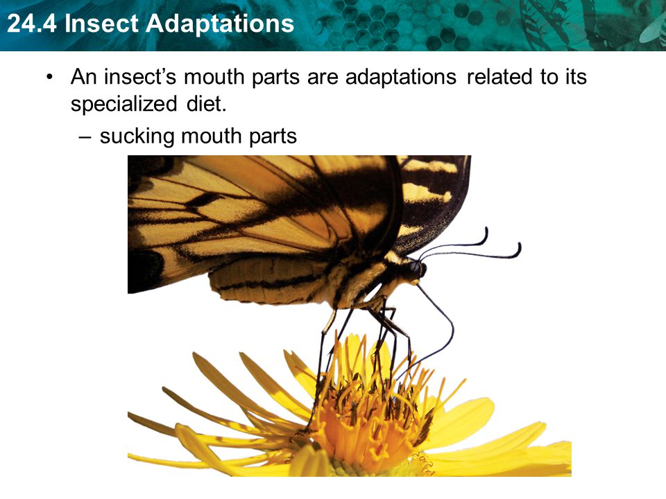 An insect’s mouth parts are adaptations related to its specialized diet.