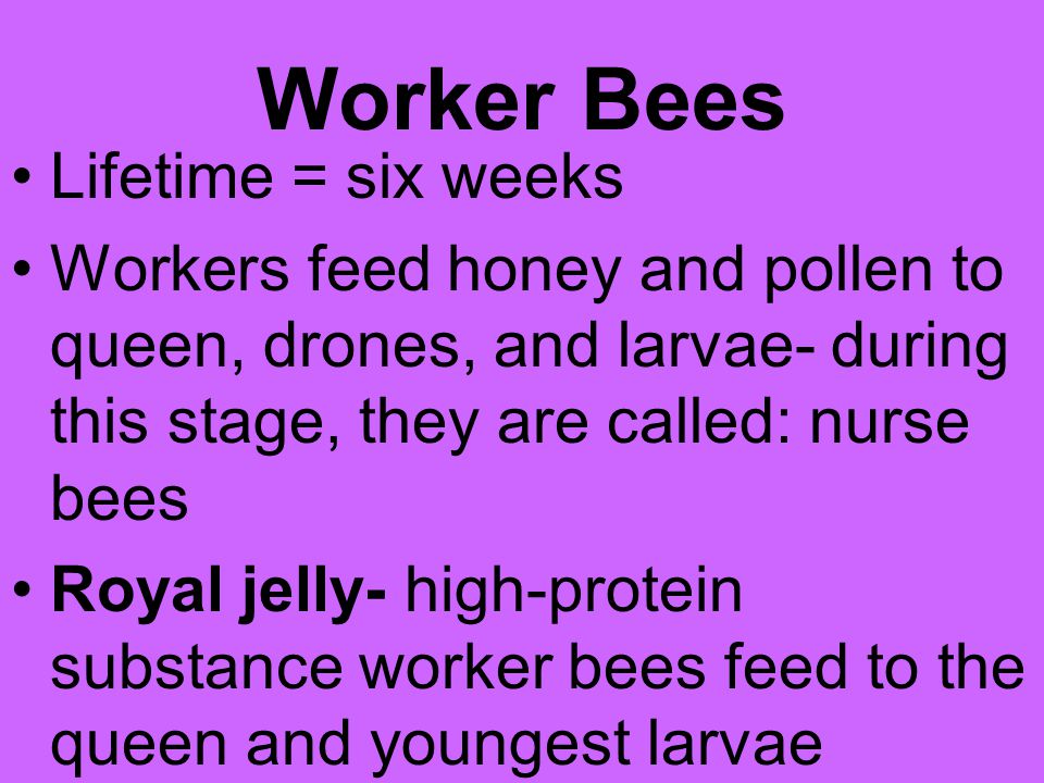 Worker Bees Lifetime = six weeks
