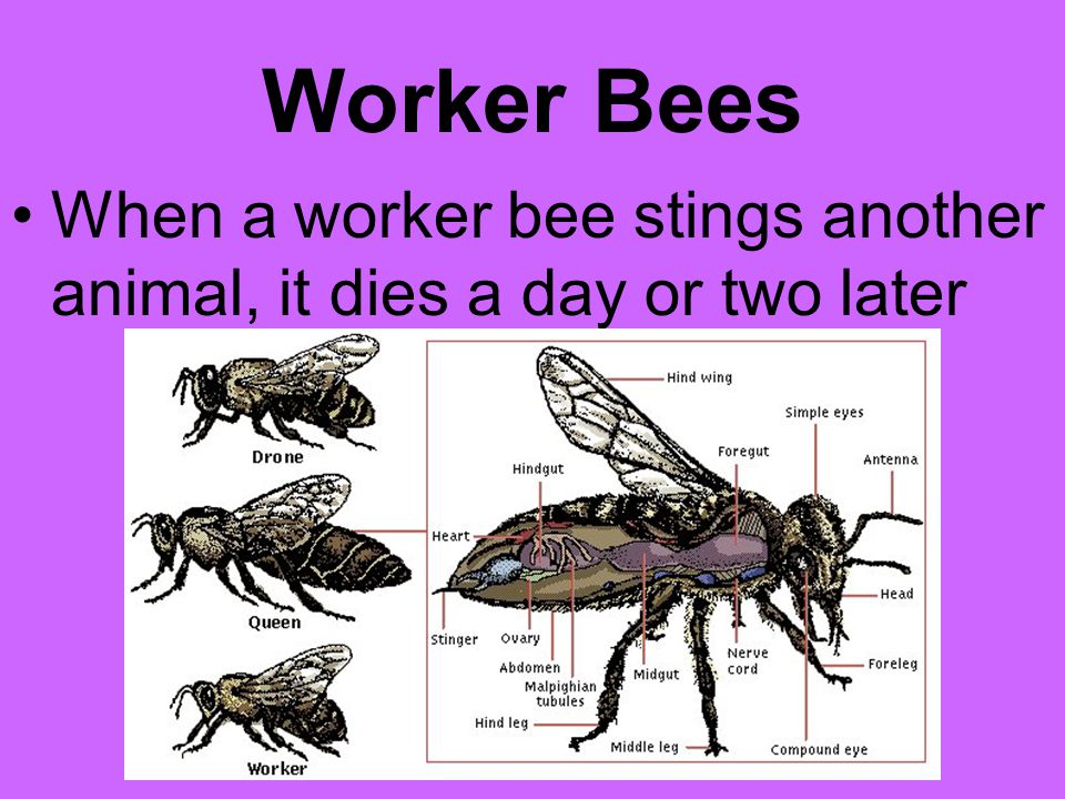 Worker Bees When a worker bee stings another animal, it dies a day or two later