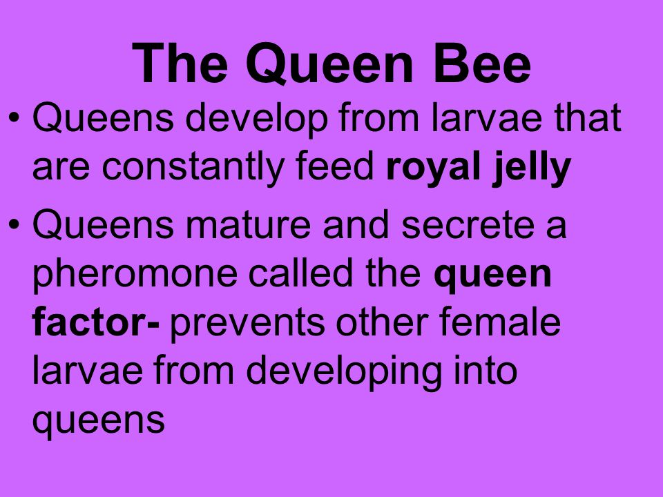 The Queen Bee Queens develop from larvae that are constantly feed royal jelly.