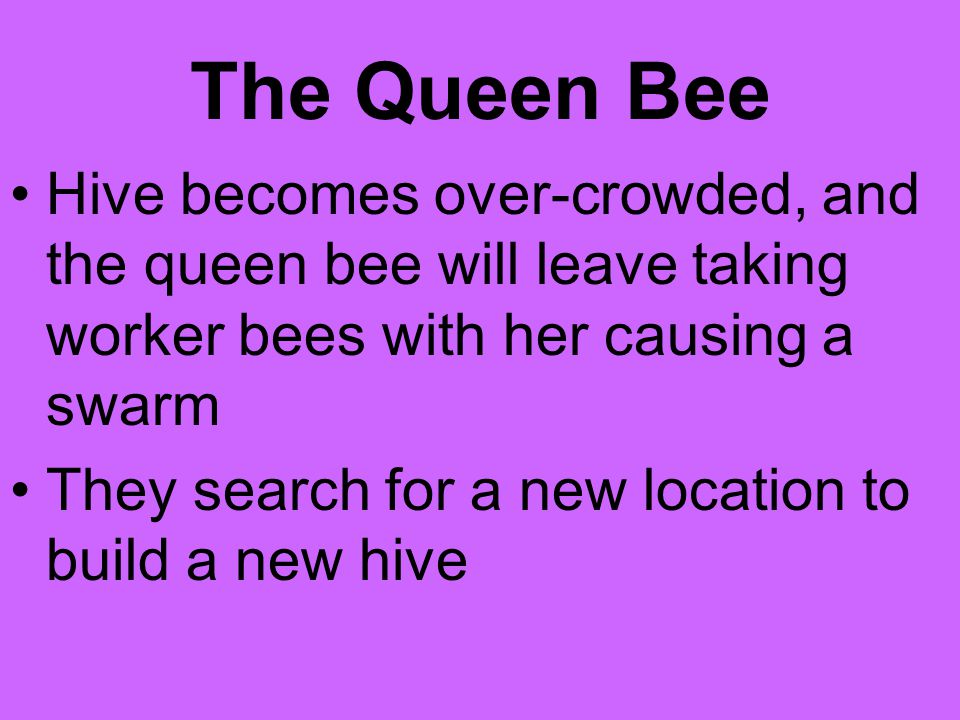 The Queen Bee Hive becomes over-crowded, and the queen bee will leave taking worker bees with her causing a swarm.
