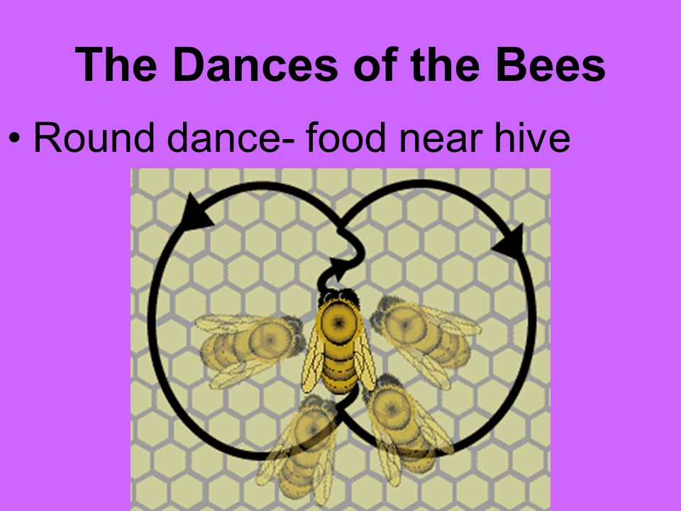 The Dances of the Bees Round dance- food near hive