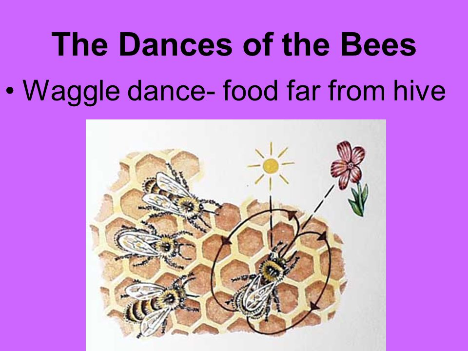 The Dances of the Bees Waggle dance- food far from hive
