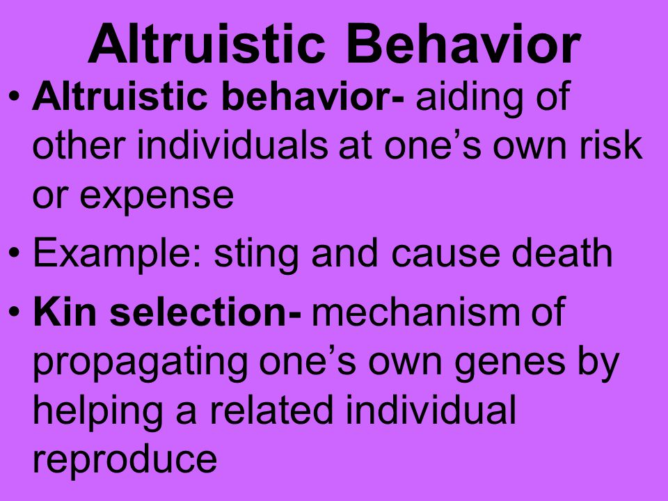Altruistic Behavior Altruistic behavior- aiding of other individuals at one’s own risk or expense. Example: sting and cause death.