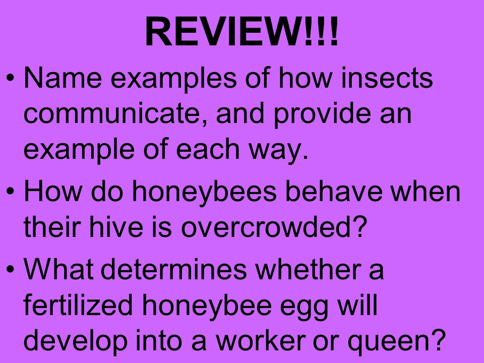 REVIEW!!! Name examples of how insects communicate, and provide an example of each way. How do honeybees behave when their hive is overcrowded