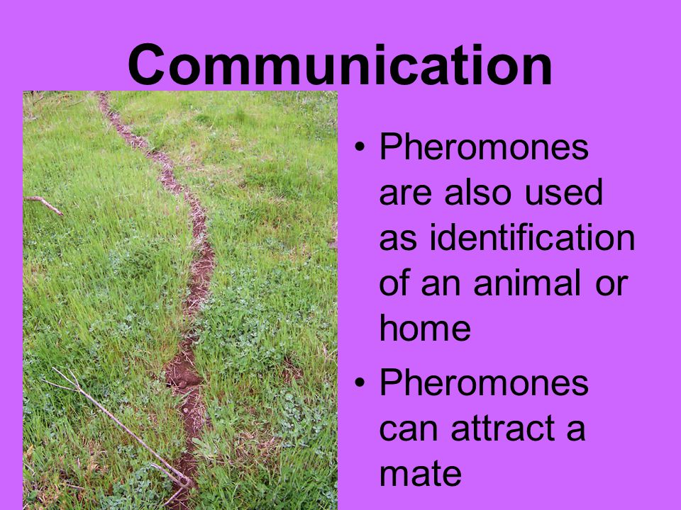 Communication Pheromones are also used as identification of an animal or home.