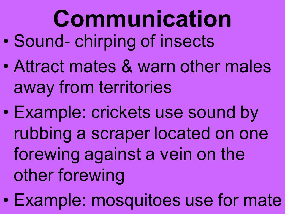 Communication Sound- chirping of insects