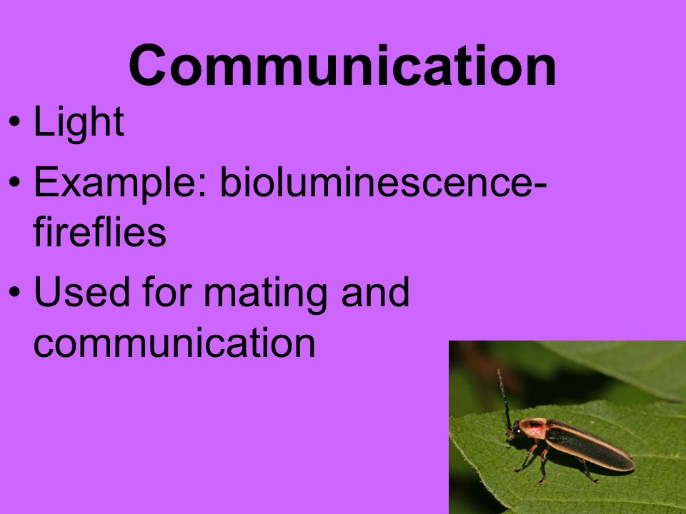 Communication Light Example: bioluminescence- fireflies