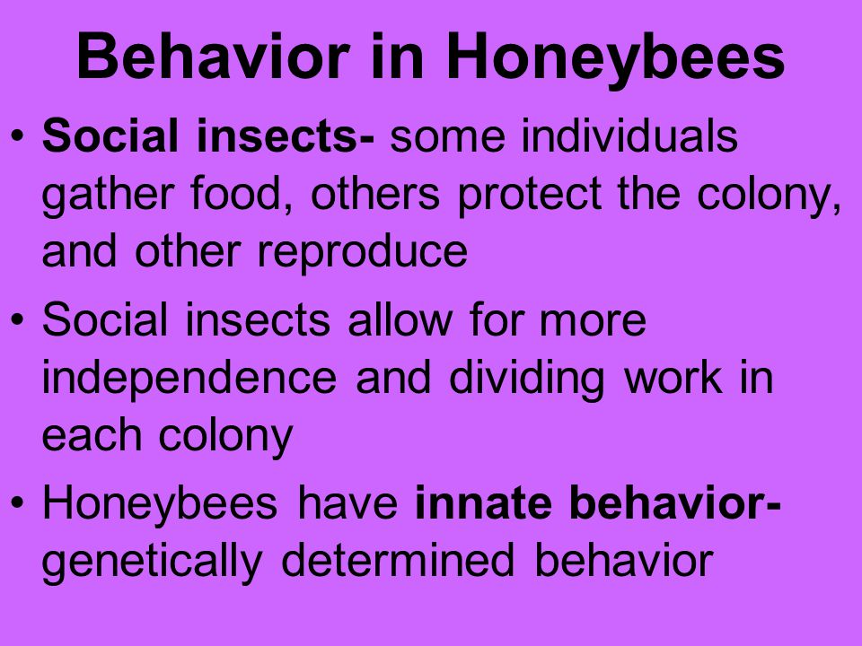 Behavior in Honeybees Social insects- some individuals gather food, others protect the colony, and other reproduce.