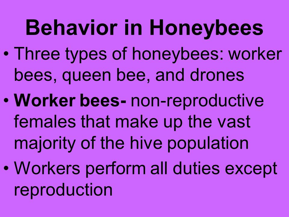 Behavior in Honeybees Three types of honeybees: worker bees, queen bee, and drones.
