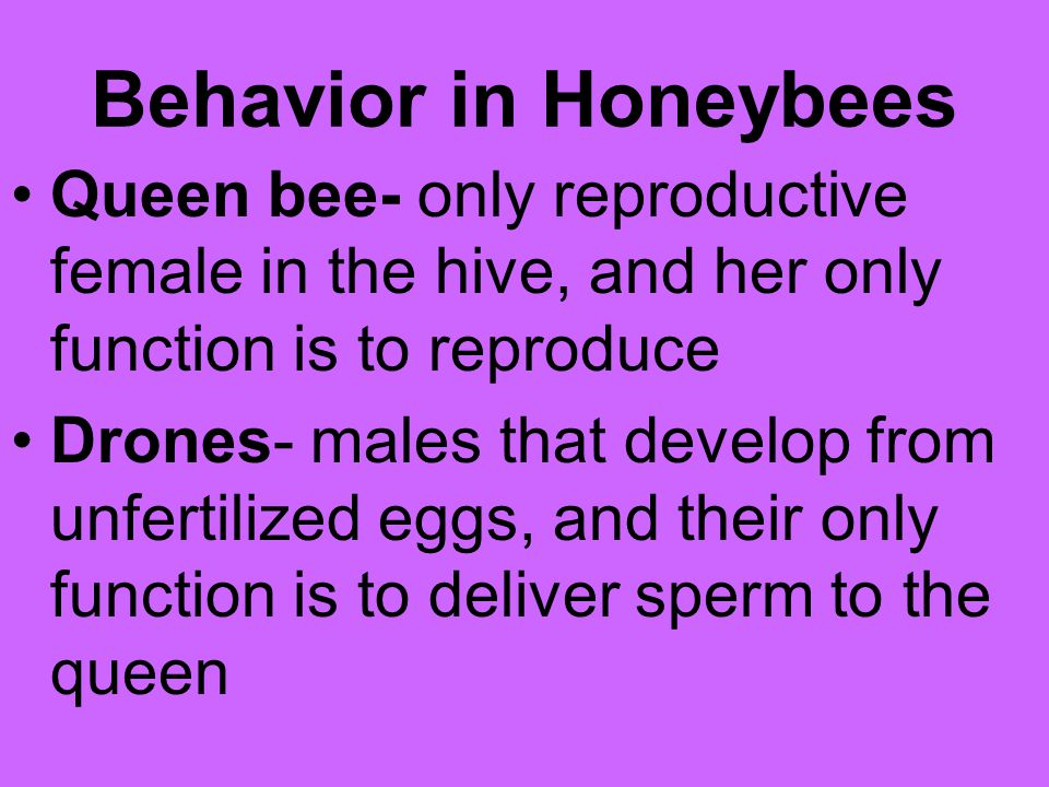 Behavior in Honeybees Queen bee- only reproductive female in the hive, and her only function is to reproduce.