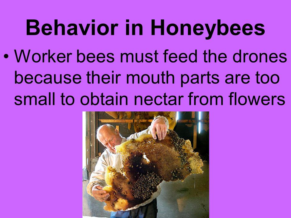 Behavior in Honeybees Worker bees must feed the drones because their mouth parts are too small to obtain nectar from flowers.