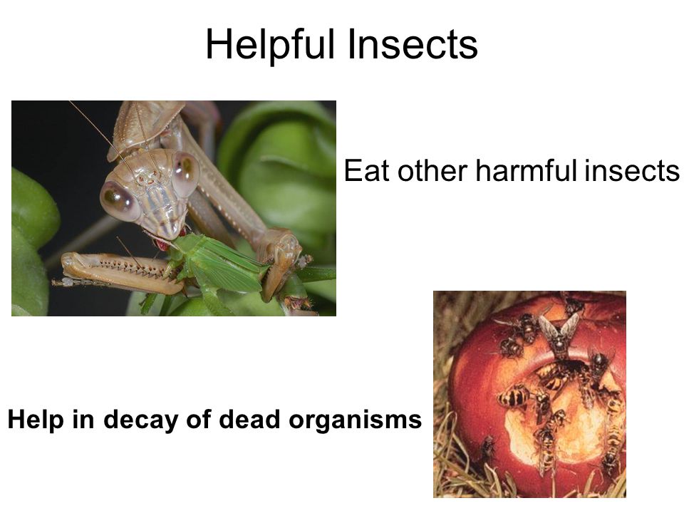 Helpful Insects Eat other harmful insects