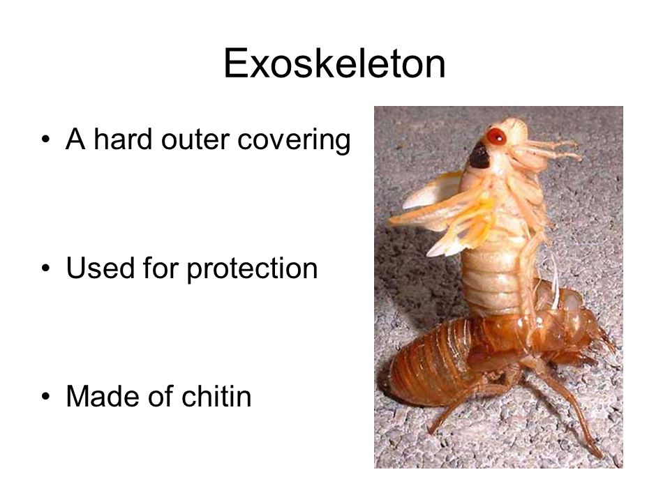 Exoskeleton A hard outer covering Used for protection Made of chitin