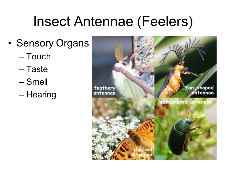 Insect Antennae (Feelers)