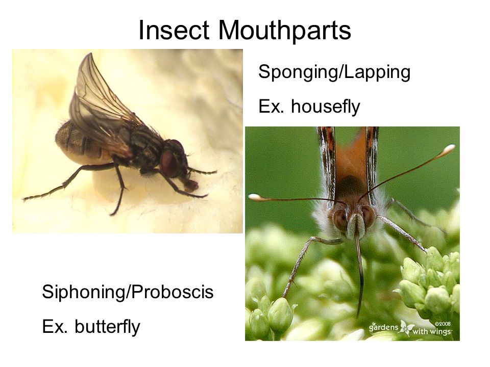 Insect Mouthparts Sponging/Lapping Ex. housefly Siphoning/Proboscis