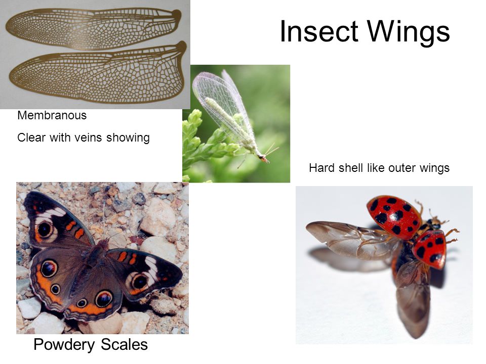 Insect Wings Powdery Scales Membranous Clear with veins showing