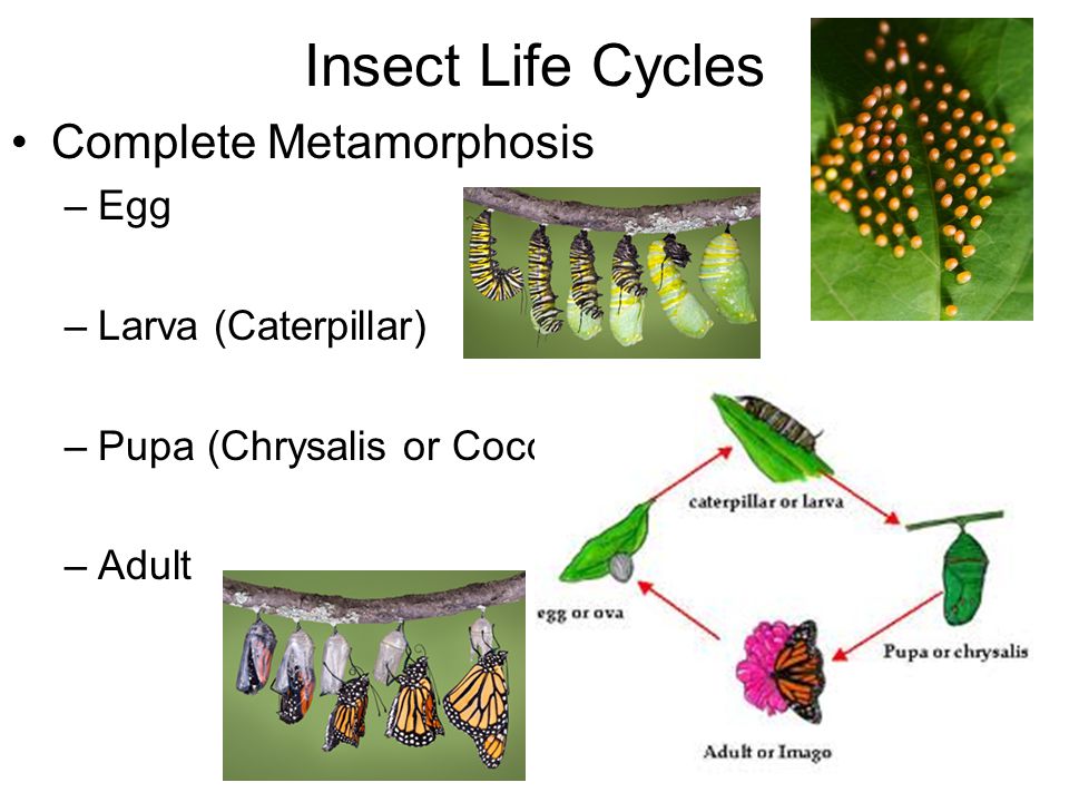 Insect Life Cycles Complete Metamorphosis Egg Larva (Caterpillar)