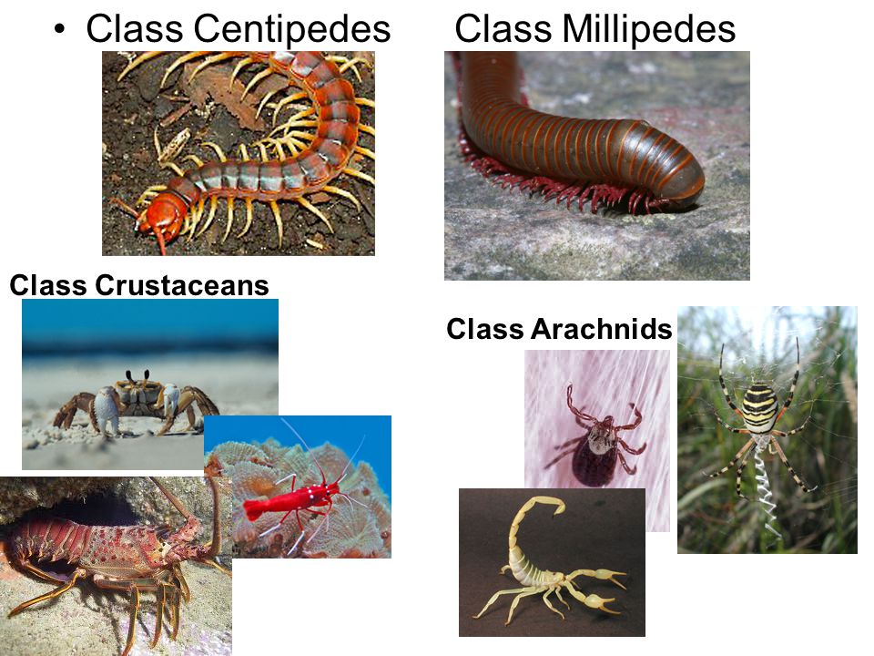 Class Centipedes Class Millipedes