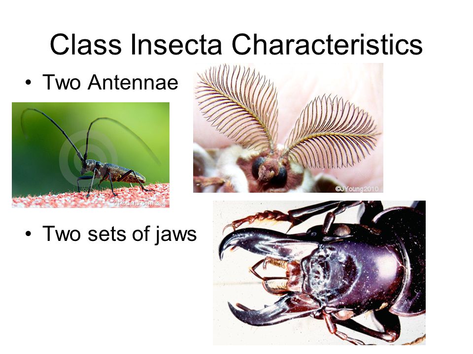 Class Insecta Characteristics