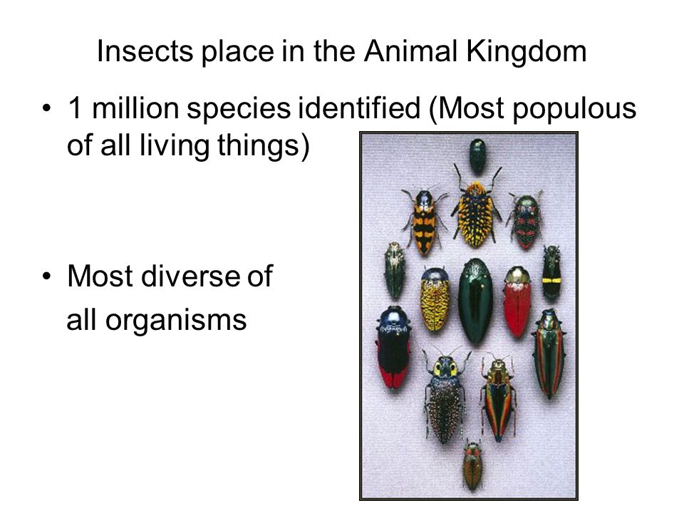 Insects place in the Animal Kingdom