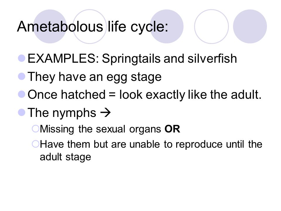 Ametabolous life cycle:
