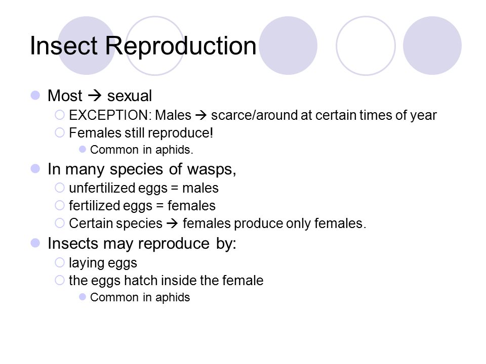 Insect Reproduction Most  sexual In many species of wasps,