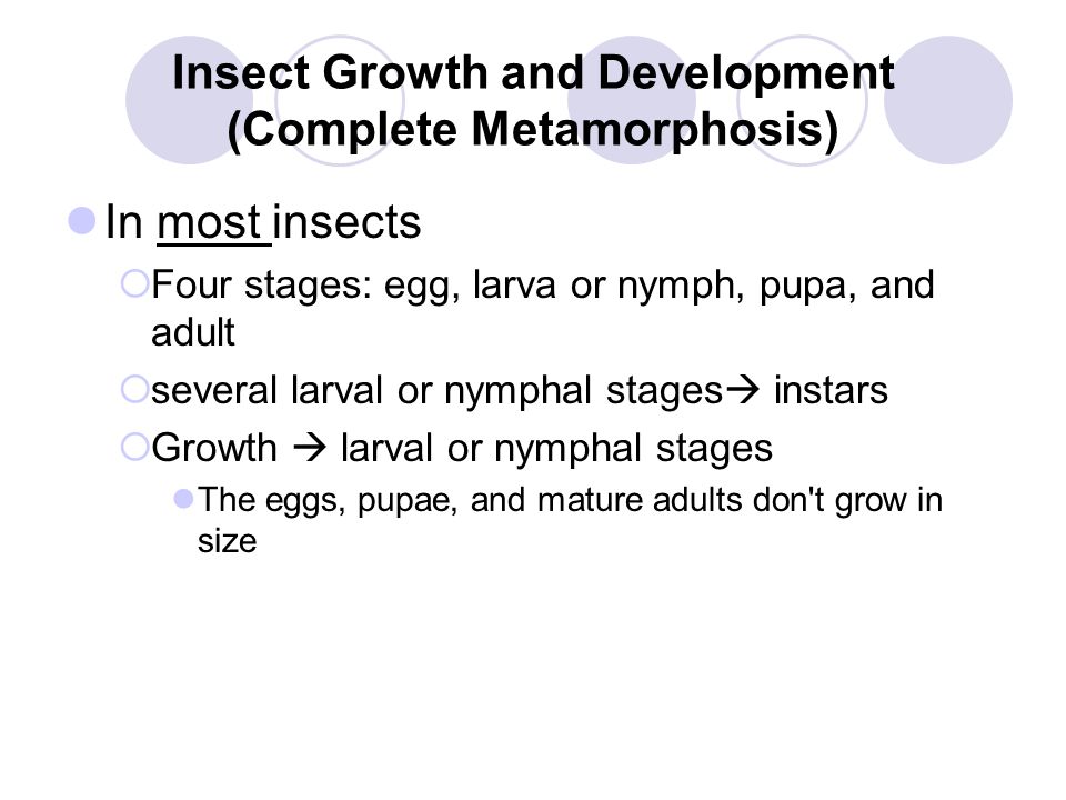 Insect Growth and Development (Complete Metamorphosis)